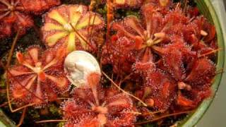 Drosera spatulata Tamlin  Sundew Carnivorous Plant [upl. by Miles819]