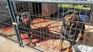 Massacre at Butler Kennels Rottweilers [upl. by Fang696]