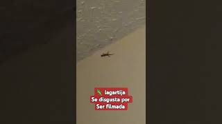 🦎 lagartija se disgusta por ser filmada y volverse famosa [upl. by Bessy]