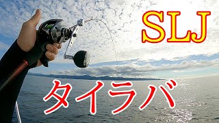 ＳＬＪ・タイラバ ついに念願のあの高級魚が釣れました [upl. by Eddie]