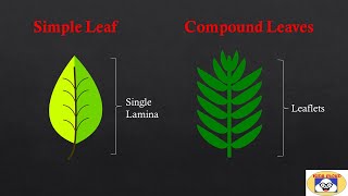 Types Of Leaves  Simple and Compound Leaves Pinnately and Palmately Compound Leaves  Examples [upl. by Ruprecht905]