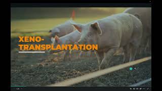 Xenotransplantation Using Porcine Kidneys to Solve the Organ Shortage [upl. by Atorod]