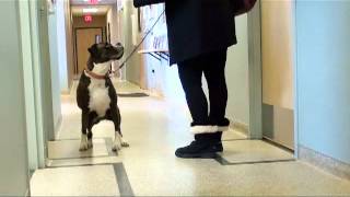 Canine ACL Sit Test [upl. by Nylde]