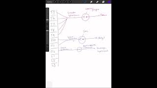 Sympathetic innervation to abdominal viscera [upl. by Scheck633]