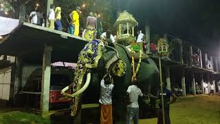 Annual Hanwella Embulgama Rajamaha Viharaya Perahera Elephant [upl. by Earlene997]