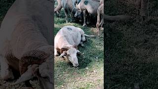 Merino Sheep Having Rest 😪😵‍💫🤢 kashmir breed ram merino rest sad animals [upl. by Ranzini]