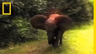 Survival Guide Elephant Charge  National Geographic [upl. by Whittaker]