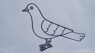 How to draw a Pigeon birdeasy drawing step by step simple bird drawing [upl. by Bidle]