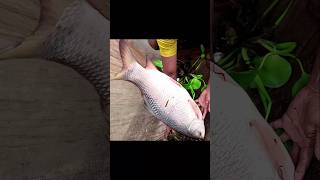 Fishing Video  Unique River Monster Fishing Using Net fishing shortsvideo villagefishing 2024 [upl. by Accebar]