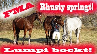 FMA mit ALLEN Pferden  Rhusty SPRINGT amp Lumpi BOCKT  MA Chevaux De Sport [upl. by Aikkin523]