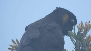 Yellowtailed Black Cockatoo on a Banksia tree [upl. by Larret82]