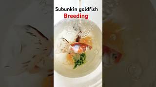 How I Bred My Own Goldfish at Home [upl. by Yks]