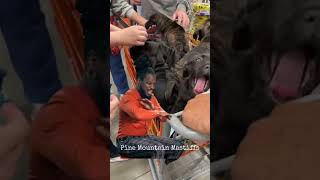 mastiffpuppies mastiffs neapolitanmastiff puppieshorts puppylife cutepuppies [upl. by Patrizio]