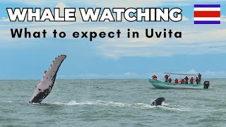 Whale Watching in Uvita Costa Rica [upl. by Akram837]