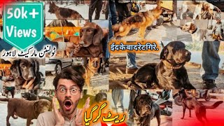 Latest Dogs Market Lahore Prices 17 DEC  Tollinton Market Lahore  Exploring with YASIR [upl. by Olsewski]