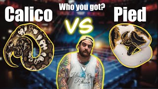 Calico VS Pied Ball python versus EP2 [upl. by Beckie]