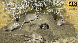 10 hour Cat TV mouse digging burrows  holes in sand  playing and squeaking for cats to watch 4k [upl. by Htrahddis]