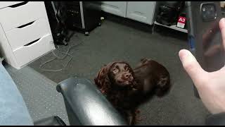 Our Cocker Spaniel Howling for the 1st time to Tik Tok video of a Dog amp Squeeky toy pmsl [upl. by Murage]