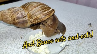 My snails eat cottage cheese [upl. by Nikolai]