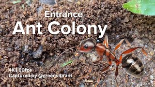 Busy Ant Colony Entrance🐜 Soil Nesting Ants  Cinematic 4K 60fps [upl. by Gipson]