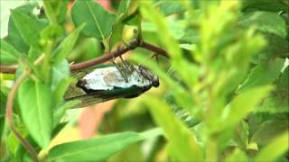 Cicada male singing [upl. by Ierbua]