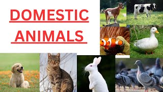 DOMESTIC ANIMALS name in English domestic animal name domesticanimalsnameinenglish domesticanima [upl. by Cerellia]