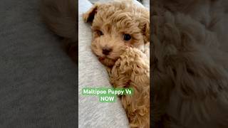 Maltipoo Puppy VS Fully Grown Dog dog puppy puppyvideos dogs maltipoo maltipoofullgrown short [upl. by Coffee743]