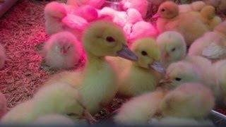 Bébés Animaux Trop Mignons  Canetons et Poussins [upl. by Gonick]