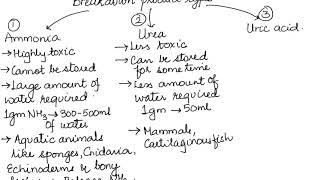 AMMONOTELISM UREOTELISM AND URICOTELISM HUMAN PHYSIOLOGY CH19 PART 2 ISCCBSE 11 [upl. by Naid]