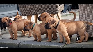 Boerboel pups [upl. by Skippy]