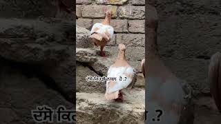 DASO JI KHRI NASAL HA… kabutarbazi pigeonpigeon bird kabootar [upl. by Yenal]