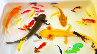 Incredible Catching Fancy Ornamental Catfish in Colorful Betta Fish Koi Eggs Ell Fish Ranchu Fis [upl. by Pincus]