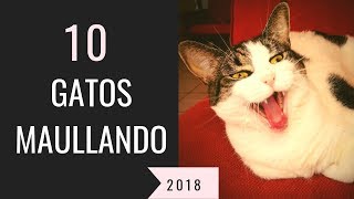 10 gatos maullando mucho y fuertePara molestar a tu gato o perro HD Sound Effect [upl. by Noinatrad]