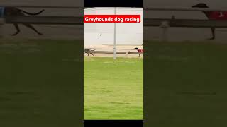 Greyhound dog racing [upl. by Gitlow]