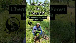 Secret of creating forest soil from Sand sandtosoil [upl. by Glennie]