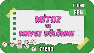 Mitoz ve Mayoz Bölünme 🦠 tonguçCUP 1Sezon  7FEN3 2024 [upl. by Llerrac695]