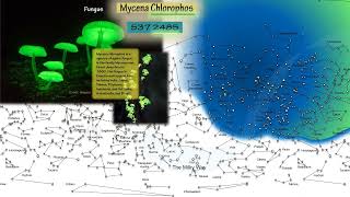 Fungus  Mycena Chlorophos [upl. by Dmitri]