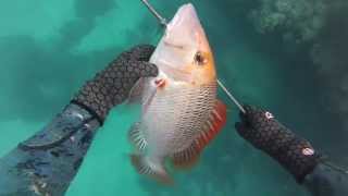 Onebreath Spearfishing Whitsundays [upl. by Edwards]