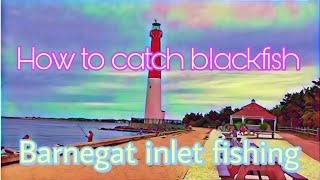 Fishing Barnegat inlet  How to catch Blackfish [upl. by Nirehs]