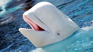 Facts The Beluga Whale [upl. by Milks857]