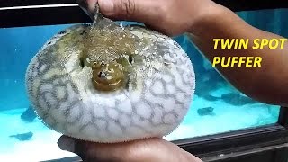 Ikan Buntal  Twin Spot Puffer Fish  Tetraodon Leiurus [upl. by Sane]