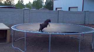 Baby Goat discovers trampoline [upl. by Noryd]