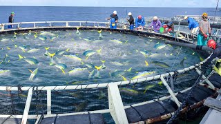 Awesome Way They Harvest Millions of Fresh Tuna in Japan [upl. by Evyn]