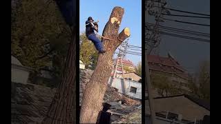 Cutting big tree process [upl. by Ahsimet653]