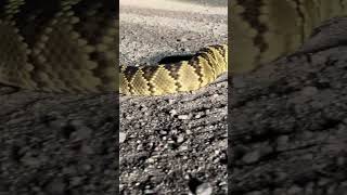 Rattlesnake Crossing the Road [upl. by Buck199]