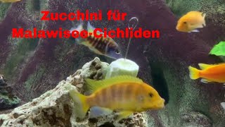 Malawisee Cichliden 2019 Zucchini für Malawisee Cichliden Malawi Mbuna Cichlid [upl. by Kennedy]