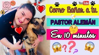 COMO BAÑAR A TU PASTOR ALEMÁN NuestroAmor [upl. by Asilad]