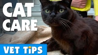 Tips for looking after your cat  Bondi Vet [upl. by Netram]