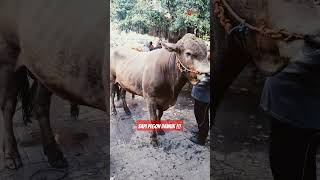 SAPI PEGON DAWUK shorts shortvideo short feedshorts viralvideo fyp trending sapi sapipegon [upl. by Nortad597]