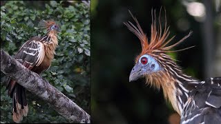 Birding Ecuador 2011 4k Part 5 the high Canopy Tower Antbird trails amp Añangu Creek Feb 9 [upl. by Applegate]